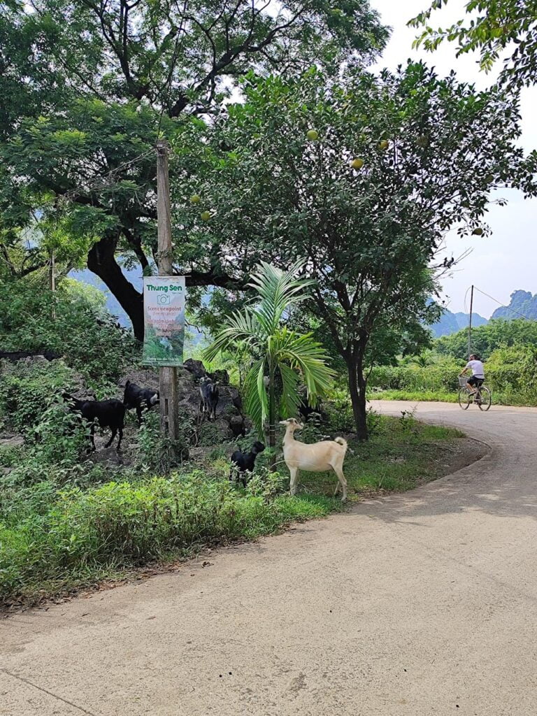 Que hacer en Ninh Binh