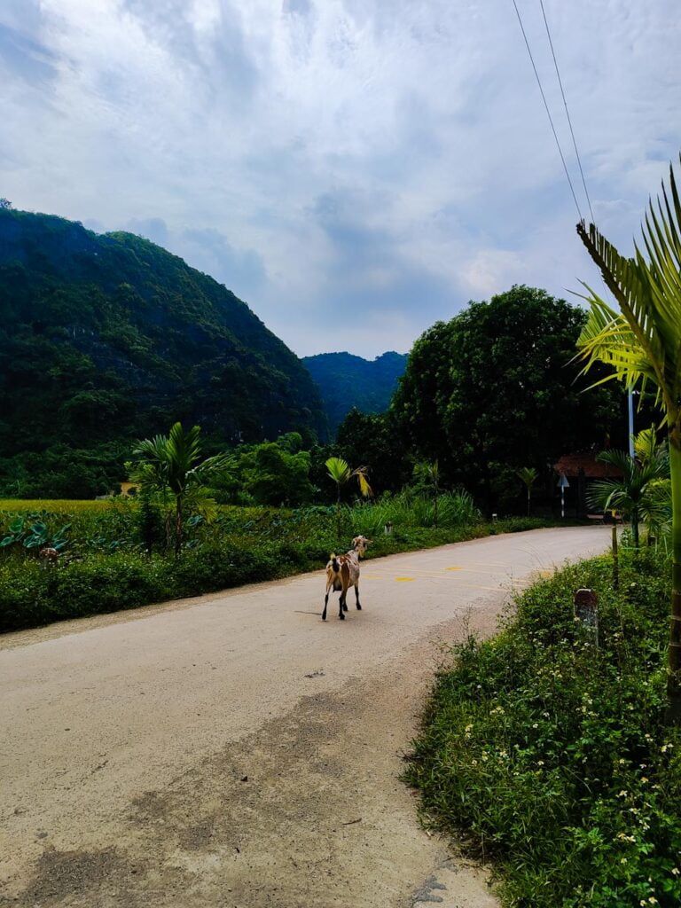 Vietnam en 20 días: Qué ver en Ninh Binh